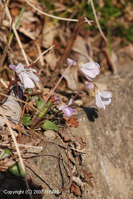Viola japonica f. albida