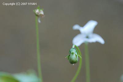 Viola yedoensis var. pseudo-japonica f. sonoharae