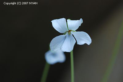 Viola yedoensis var. pseudo-japonica f. sonoharae
