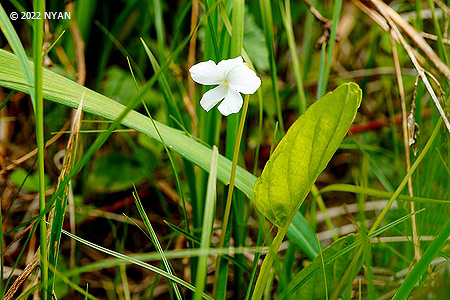 Viola patrinii f. toyokoroensis