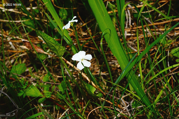 Viola patrinii f. toyokoroensis