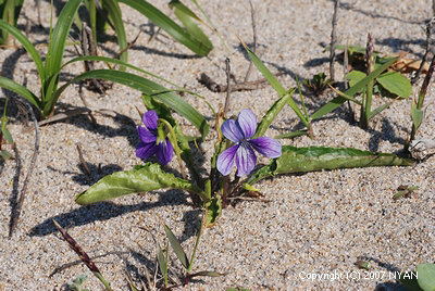 Viola mandshurica var. crassa