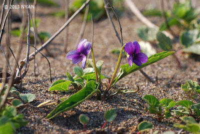 Viola mandshurica var. crassa