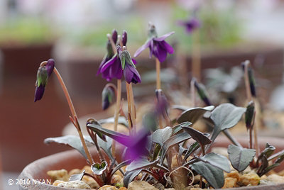 Viola mandshurica var. triangularis
