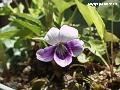 Viola mandshurica var. triangularis