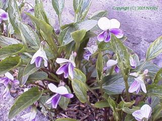 Viola mandshurica var. triangularis f. bicolor