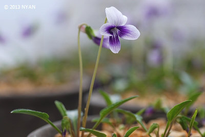 Viola mandshurica var. triangularis f. bicolor
