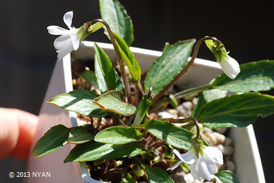 Viola mandshurica var. triangularis f. niijimensis