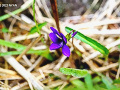 Viola mandshurica var. ikedaeana