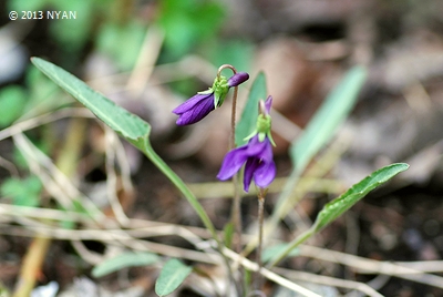 Viola mandshurica var. ikedaeana