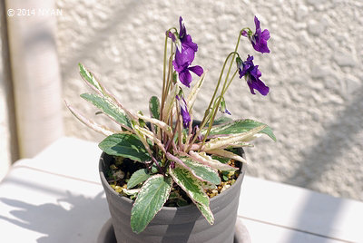 Viola mandshurica f. albo-variegata