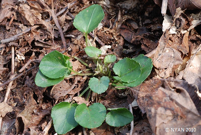 Viola awagatakensis