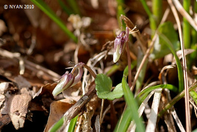 Viola awagatakensis