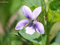 Viola acuminata