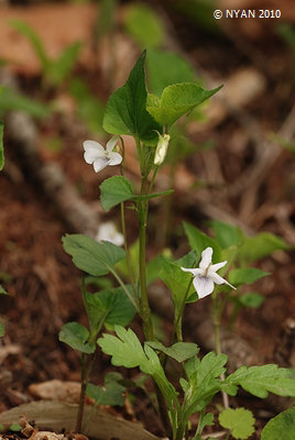 Viola acuminata f. alba