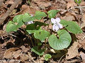 Viola mirabilis var. subglabra