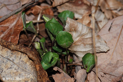 Viola mirabilis var. subglabra