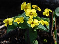 Viola orientalis