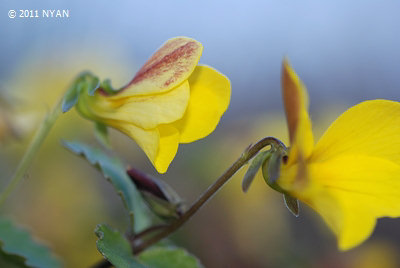 Viola orientalis