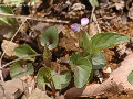 Viola ovato-oblonga f. variegata