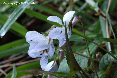 Viola ovato-oblonga f. albiflora