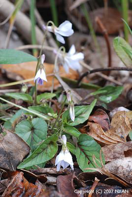 Viola ovato-oblonga f. albiflora