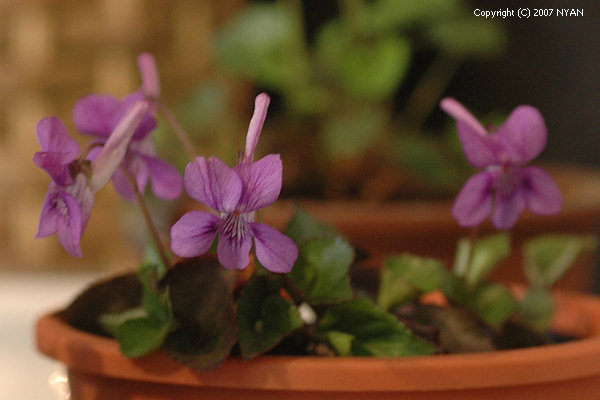 Viola rostrata f. alpina