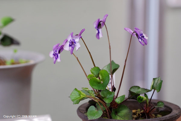 Viola rostrata f. alpina