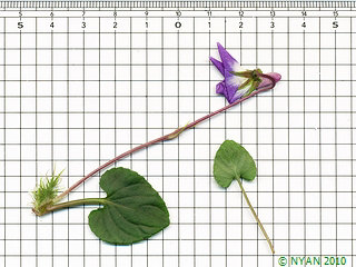Viola obtusa var. lucida