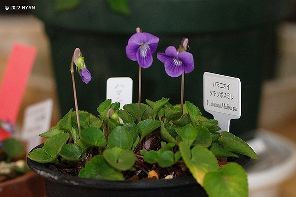 Viola obtusa var. lucida