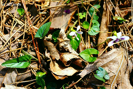Viola verecunda var. subaequiloba