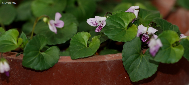 Viola verecunda f. violacens