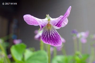 Viola verecunda f. violacens