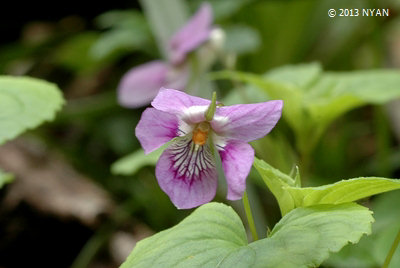 Viola kusanoana f. rosea