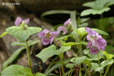 Viola kusanoana f. rosea