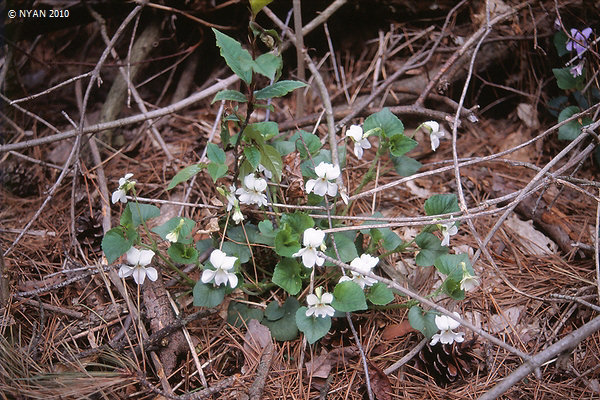 Viola kusanoana f. alba