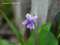 Viola kamtschadalorum