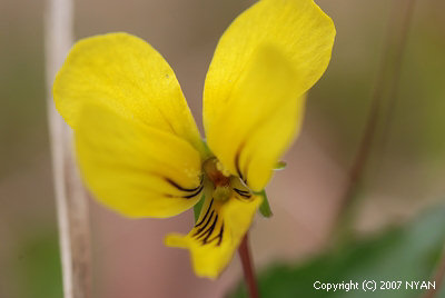 Viola brevistipulata ssp. minor