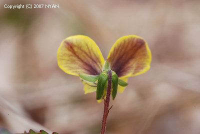 Viola brevistipulata ssp. minor