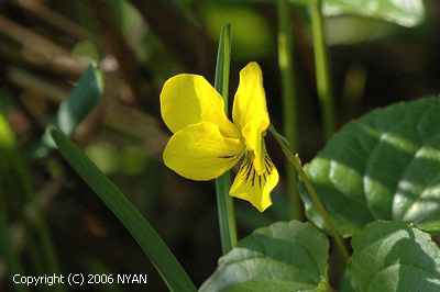 Viola brevistipulata var. kishidai