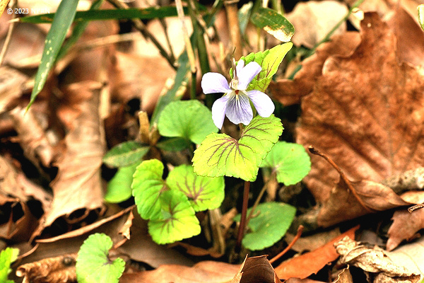 Viola grypoceras f. variegata?