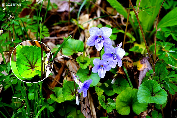 Viola grypoceras f. variegata?