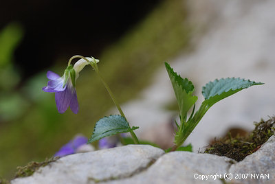 Viola grypoceras var. ripensis