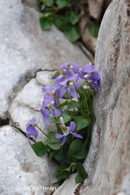 Viola grypoceras var. ripensis