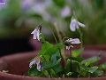 Viola grypoceras hort. ex. (musasino)