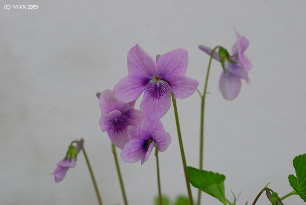 Viola grypoceras f. rosipetala