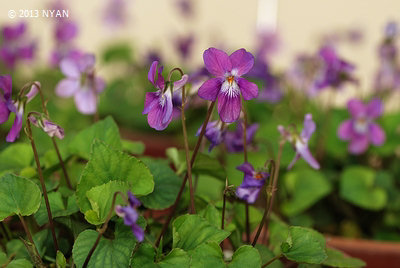 Viola grypoceras f. rosipetala