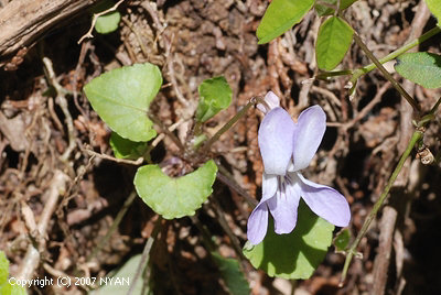 Viola grypoceras hort. ex.