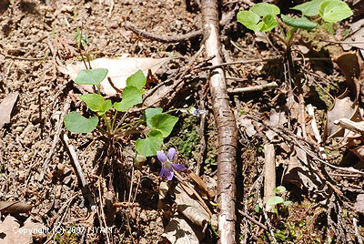 Viola grypoceras hort. ex.