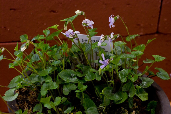 Viola grypoceras var. hichitoana